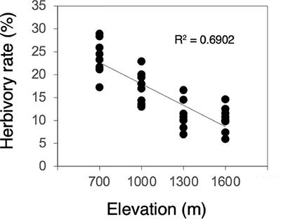 Response of Background Herbivory in Mature Birch Trees to Global Warming